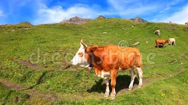 在瑞士巴沙尔湖附近的一个绿色牧场上吃草的棕牛。 夏季高山景观。 奶牛阿尔卑斯山